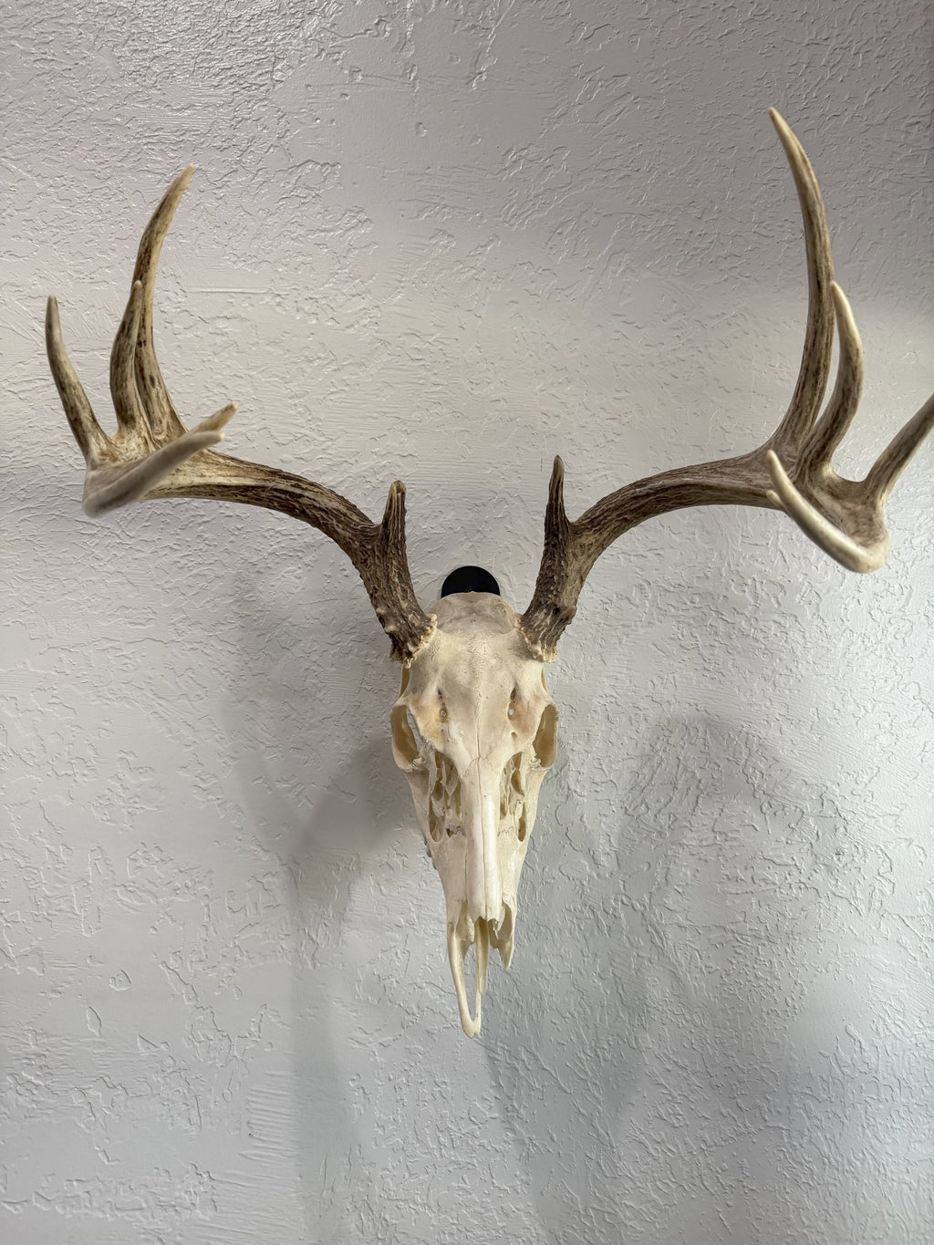 THE BUCK PLATE