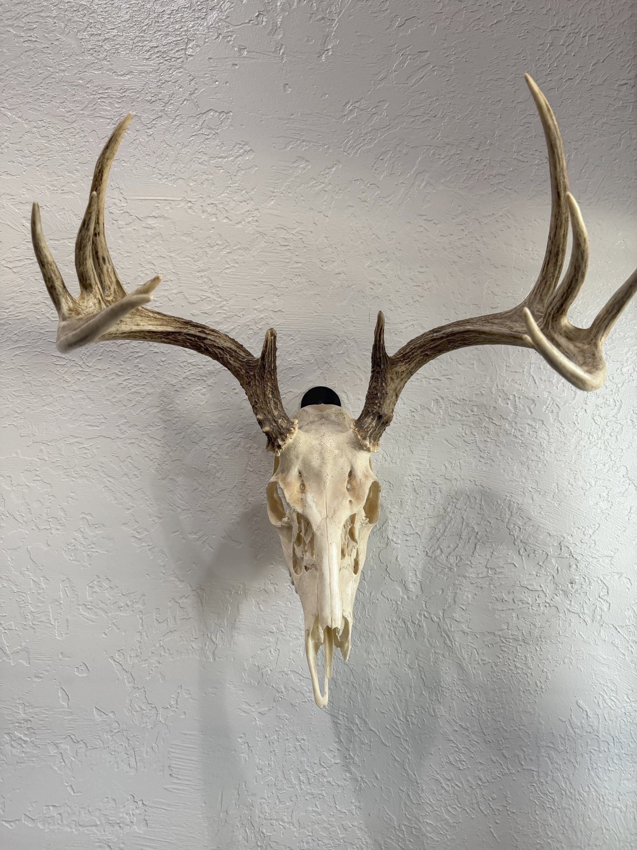 THE BUCK PLATE