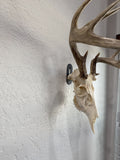 THE BUCK PLATE