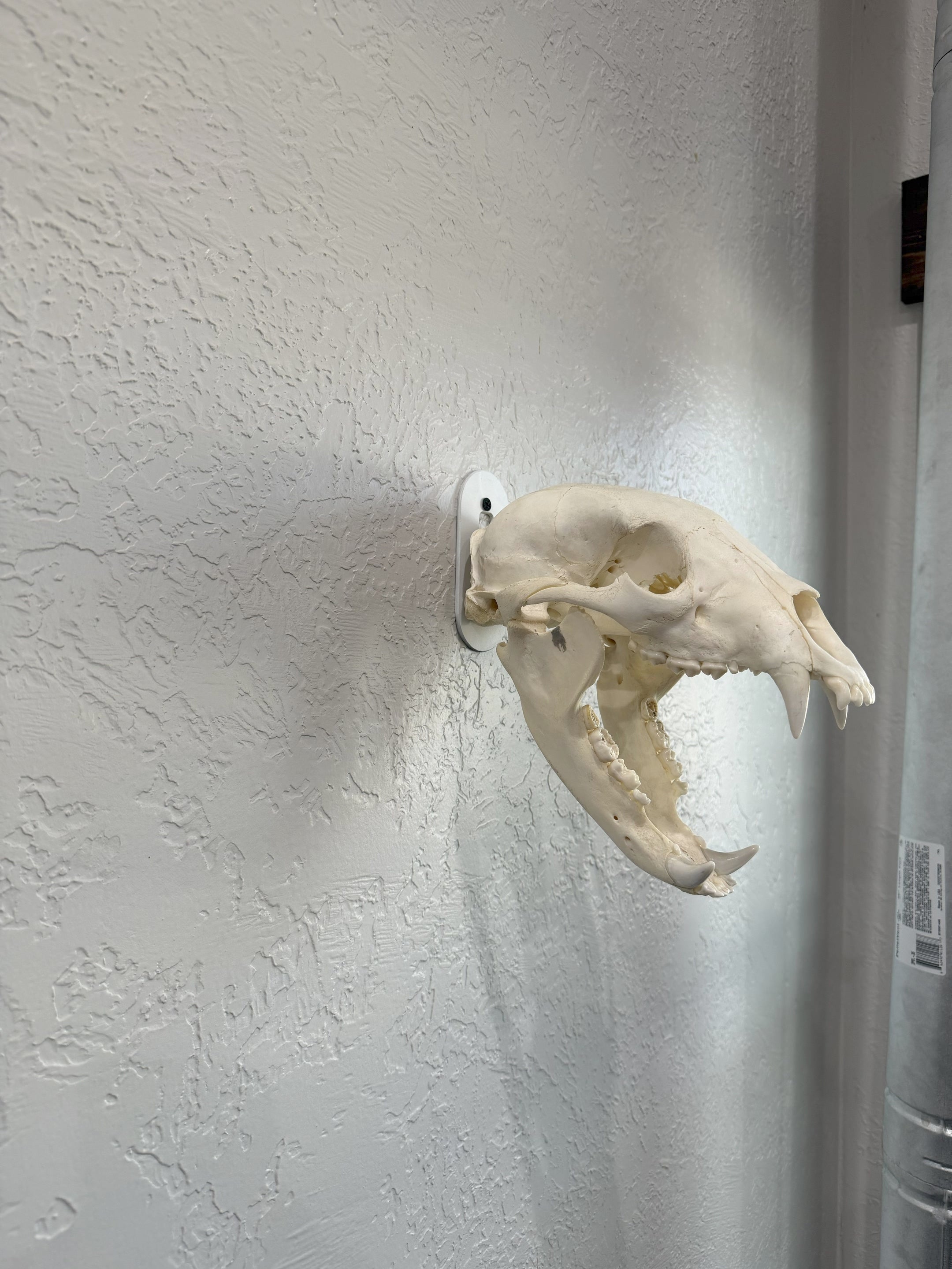 THE BUCK PLATE