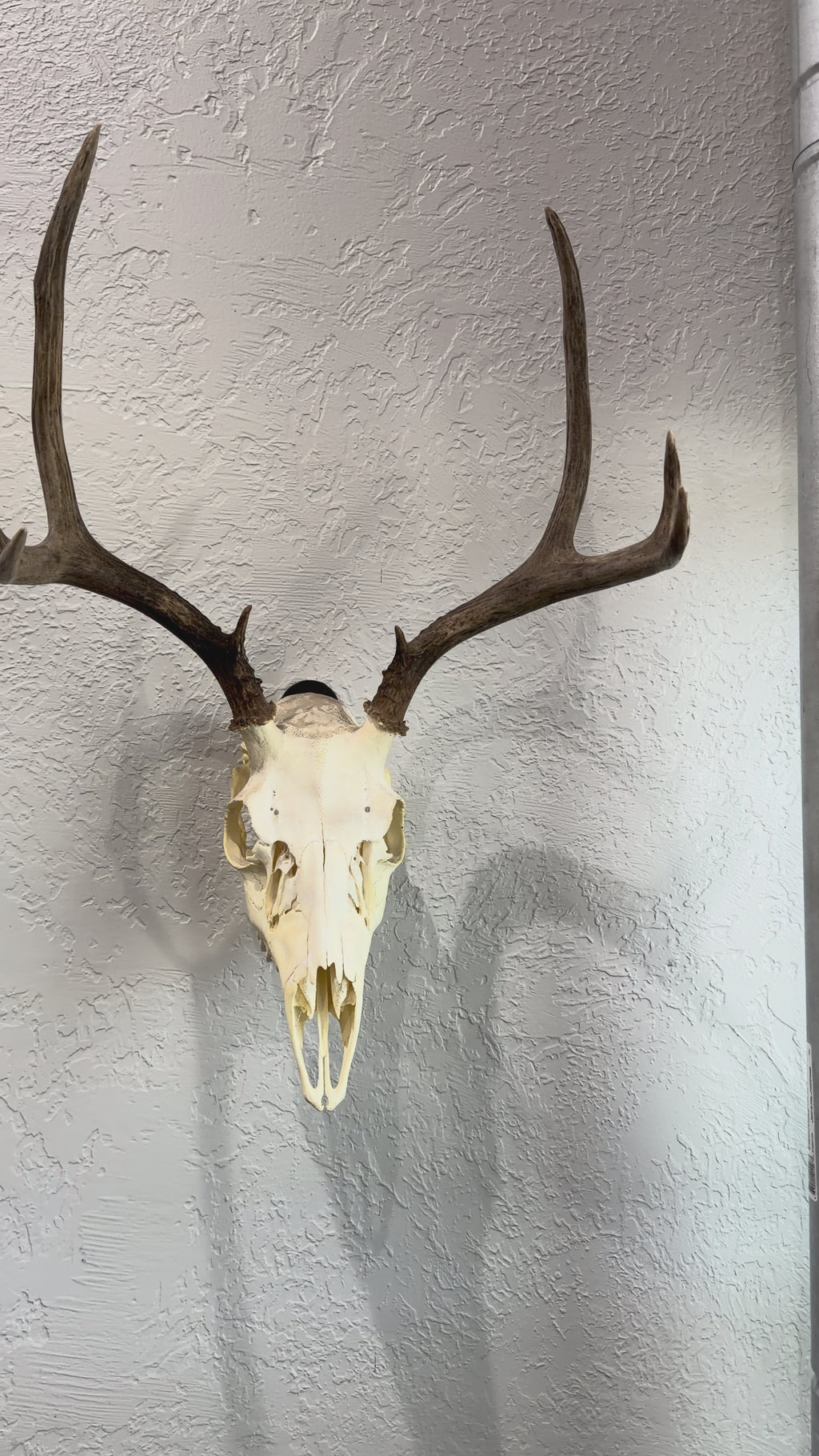 THE BUCK PLATE