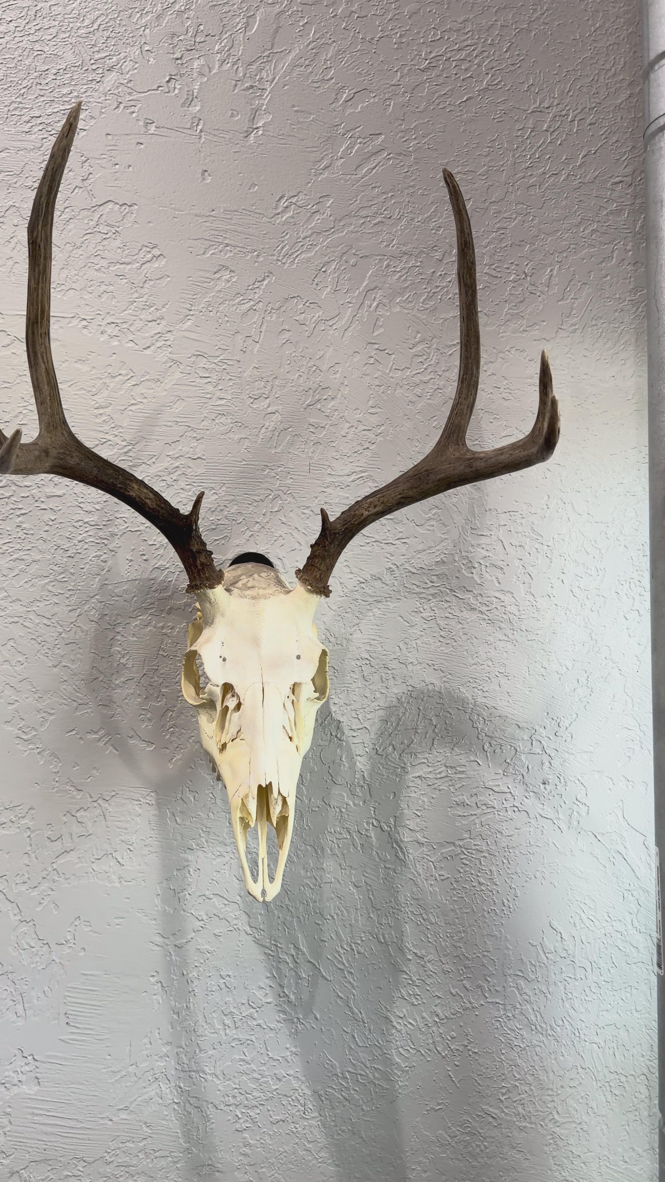 THE BUCK PLATE